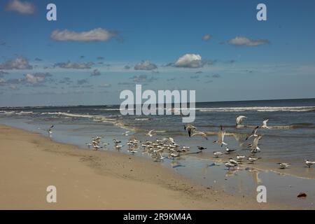 Vögel an einem Strand auf Anastasia Island in Florida Stockfoto