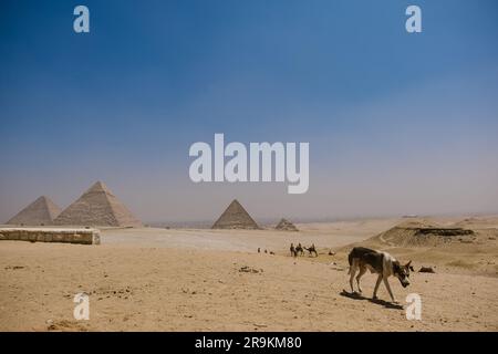Nahaufnahme eines braunen und weißen Hundes vor den majestätischen Pyramiden von Gizeh, Ägypten Stockfoto