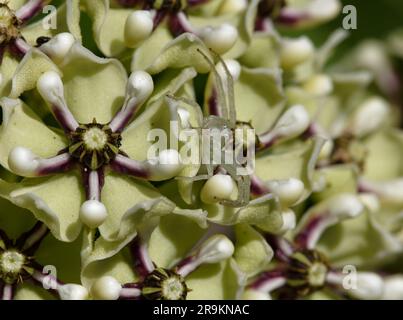 Monarch-Wirtspflanze Stockfoto