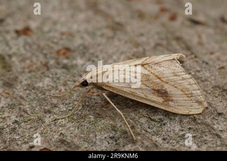 Detaillierte Nahaufnahme der hellbraunen Gartenkieselmotte Evergestis forficalis, die auf Holz sitzt Stockfoto