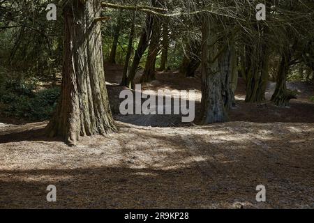 Wald mit alten Bäumen Stockfoto