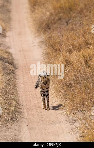 Serval Wild Cat steht auf dem Weg im serengeti-Nationalpark, Tansania Stockfoto