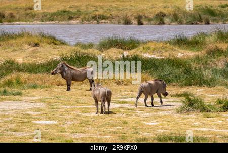 warzenschwein vor einem Wasserloch in der Savanne. Serengeti-Nationalpark, Tansania Stockfoto