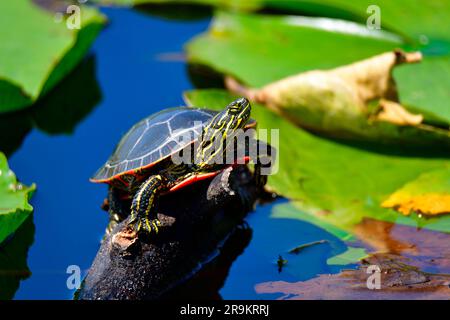 Eine grüne Schildkröte, die sich in der Sonne auf einem schwimmenden Baumstamm in einem ruhigen Teich sonnt Stockfoto