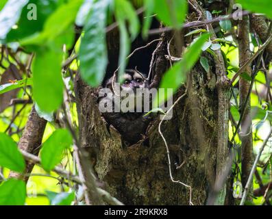 Ein kolumbianischer Nachtaffe (Aotus lemurinus) in einem Baumloch. Kolumbien, Südamerika. Stockfoto