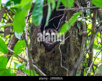 Ein kolumbianischer Nachtaffe (Aotus lemurinus) in einem Baumloch. Kolumbien, Südamerika. Stockfoto