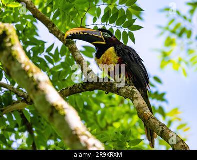 Eine Kastanienohr-Aracari (Pteroglossus castanotis) hoch oben auf einem Ast. Kolumbien, Südamerika. Stockfoto