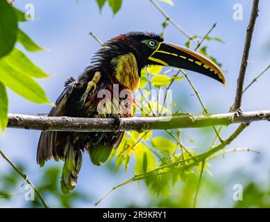 Eine Kastanienohr-Aracari (Pteroglossus castanotis) hoch oben auf einem Ast. Kolumbien, Südamerika. Stockfoto