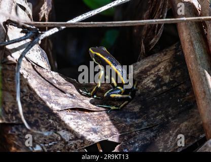 Ein retikulierter Giftfrosch (Ranitomeya ventrimaculata) auf dem Waldboden. Kolumbien, Südamerika. Stockfoto