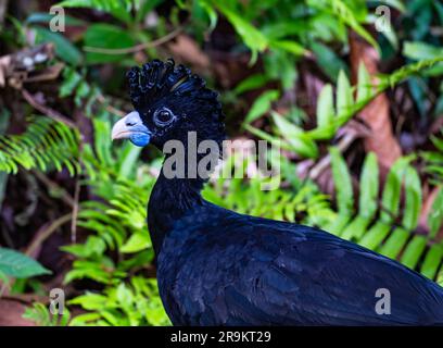 Der Blauschnabel-Curassow (Crax alberti) ist eine vom Aussterben bedrohte Art, die in Kolumbien, Südamerika, endemisch ist. Stockfoto