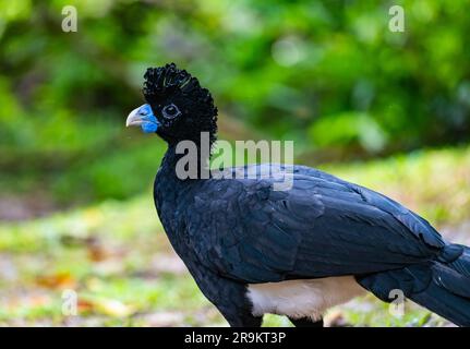 Der Blauschnabel-Curassow (Crax alberti) ist eine vom Aussterben bedrohte Art, die in Kolumbien, Südamerika, endemisch ist. Stockfoto