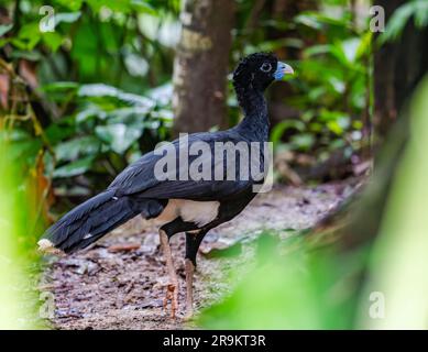 Der Blauschnabel-Curassow (Crax alberti) ist eine vom Aussterben bedrohte Art, die in Kolumbien, Südamerika, endemisch ist. Stockfoto