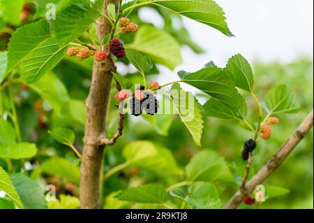 Maulbeeren im Laub, reif auf den Zweigen eines Baumes, geschlossen Stockfoto