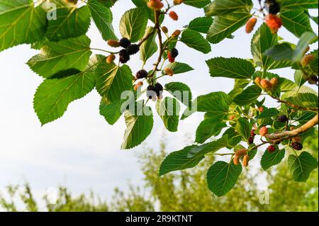 Maulbeeren im Laub, reif auf den Zweigen eines Baumes, geschlossen Stockfoto