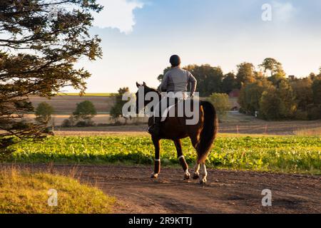 Ein Reiter im Reitanzug auf einem großen Pferd vor dem Hintergrund der Felder. Gesunder Lebensstil und Liebe zu Pferden. Eine Frau reitet auf einem schönen roten Hor Stockfoto