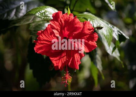 Volle Blüte rote Hibiskusblüte am Abend im Garten Stockfoto