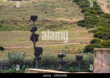 Viele Storchennester in der Überschwemmungsebene des Bouregreg-Flusses in Rabat, Marokko Stockfoto