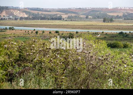 Viele Storchennester in der Überschwemmungsebene des Bouregreg-Flusses in Rabat, Marokko Stockfoto