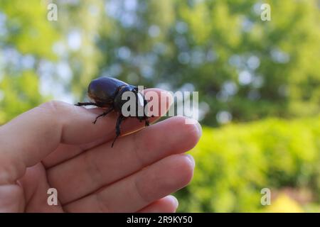 Ein großer schwarzer Käfer an der Hand eines Mannes vor dem Hintergrund der Natur. Stockfoto