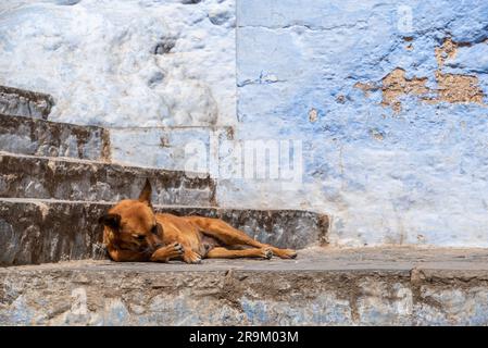 Ein Hund in einer blauen Gasse in der Innenstadt von Chefchaouen, Marokko Stockfoto