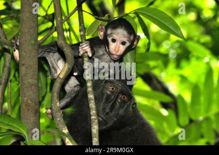 Ein Nachwuchs aus Makaken (Macaca nigra) starrt in die Kamera, während er in der Obhut eines Erwachsenen im Naturreservat Tangkoko, North Sulawesi, Indonesien, fotografiert wird. Das Alter zwischen fünf Monaten und einem Jahr ist die Phase des Lebens eines Makaken, in der die Säuglingssterblichkeit am höchsten ist. Primate Wissenschaftler des Macaca Nigra Project beobachteten, dass 17 der 78 Säuglinge (22 %) im ersten Lebensjahr verschwanden. Acht dieser 17 Toten wurden mit großen Stichwunden gefunden. Stockfoto