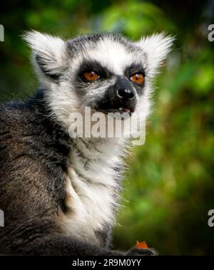 Ring Tailed Lemur Calgary Zoo Alberta Stockfoto
