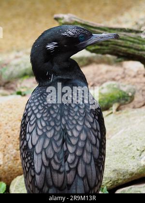 Sensationell schlanker kleiner schwarzer Kormorant mit bemerkenswert grünen Augen. Stockfoto