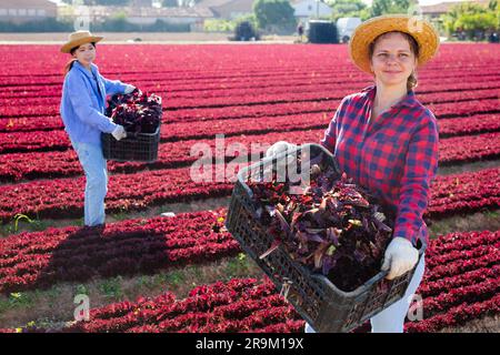 Lächelnde Gärtnerin mit Kiste mit frischem Salat Stockfoto
