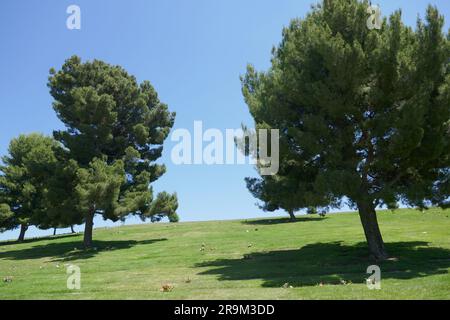 Covina Hills, Kalifornien, USA 26. Juni 2023 Forest Lawn Memorial Park Covina Hills am 26. Juni 2023 in Covina Hills, Kalifornien, USA. Foto: Barry King/Alamy Stock Photo Stockfoto