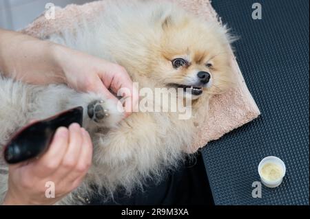 Eine Bräutigam trimmt die Haare an den Pfoten eines spitz. Stockfoto