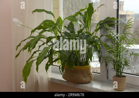 Wunderschöne Zimmerpflanzen in Töpfen auf Fensterbank drinnen Stockfoto