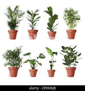Collage mit verschiedenen Topfpflanzen auf weißem Hintergrund. Einrichtung des Hauses Stockfoto