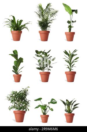 Collage mit verschiedenen Topfpflanzen auf weißem Hintergrund. Einrichtung des Hauses Stockfoto