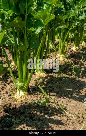 Im Gemüsegarten wachsende Selleriebreite. Sellerie ist eine Sumpfpflanze der Familie Apiaceae. Stockfoto