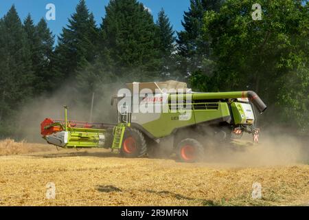 Volkovce, Slovakia - June, 26, 2023 : The modern combine harvester harvesting ripe wheat grains. Agricultural machinery. Stockfoto