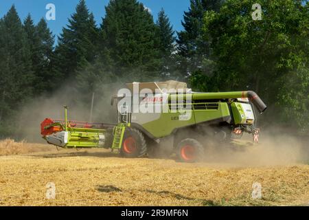 Volkovce, Slowakei - 26. Juni 2023 : der moderne Mähdrescher, der reife Weizenkörner erntet. Landmaschinen. Stockfoto