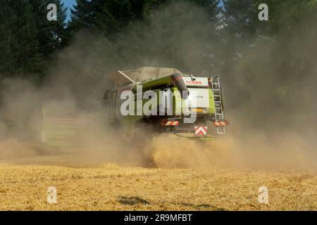 Volkovce, Slovakia - June, 26, 2023 : The modern combine harvester harvesting ripe wheat grains. Agricultural machinery. Stockfoto