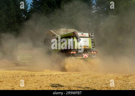 Volkovce, Slowakei - 26. Juni 2023 : der moderne Mähdrescher, der reife Weizenkörner erntet. Landmaschinen. Stockfoto