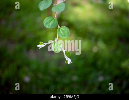 Daun Bidara, Ziziphus mauritiana Blätter, bekannt als indische Jujube, indische Pflaume Chinesische Dattel und Chinesischer Apfel Stockfoto