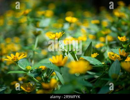 Kleine Sonnenblume, gelbe Blume Rudbeckia, Heliopsis helianthoides, die zum Himmel blühen, im flachen Fokus Stockfoto