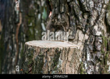 Runde Sägezylinderform aus Holz für die Produktausstellung mit Baumrinde-Hintergrund Stockfoto