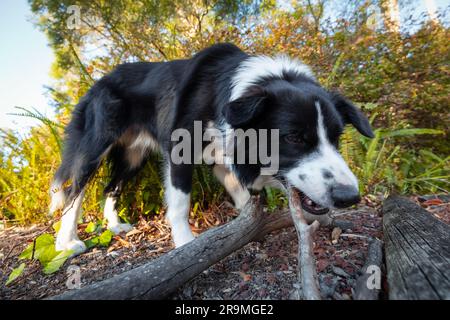 Süßer Border Collie im Garten, schnüffelt und kaut Stäbchen Stockfoto