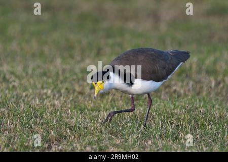 Ein am Boden bewohnender australischer Erwachsener, maskierter Lapwing-Vogel - Vanellus Miles, Novaehollandiae - im bedeckten Licht, der auf der Suche nach Nahrung im kurzen Gras wandert Stockfoto