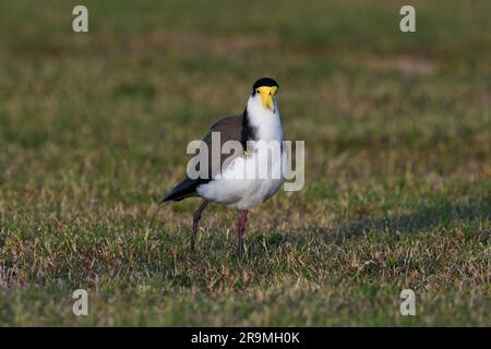 Ein am Boden lebender australischer Erwachsener, maskierter Lapwing-Vogel (Vanellus Miles, Novaehollandiae) mit seinen Flügelspornen, die im frühen Morgensonnenlicht zu sehen sind Stockfoto