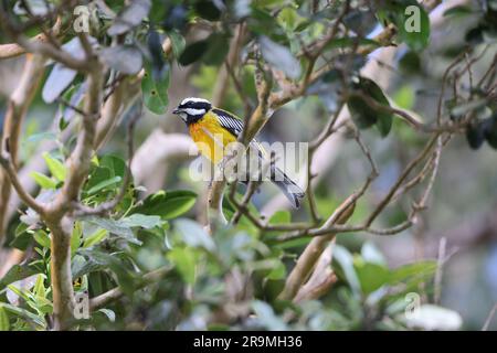 Jamaican spinalis oder Jamaican Stripe-head Tanager (Spindalis nigricephala) in Jamaika Stockfoto