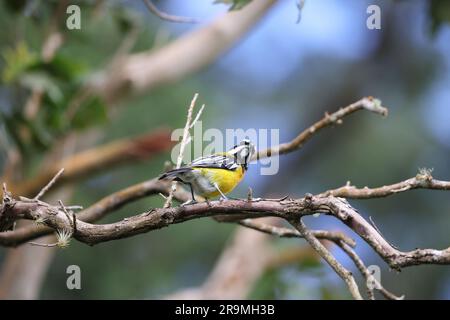 Jamaican spinalis oder Jamaican Stripe-head Tanager (Spindalis nigricephala) in Jamaika Stockfoto