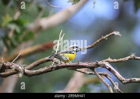 Jamaican spinalis oder Jamaican Stripe-head Tanager (Spindalis nigricephala) in Jamaika Stockfoto