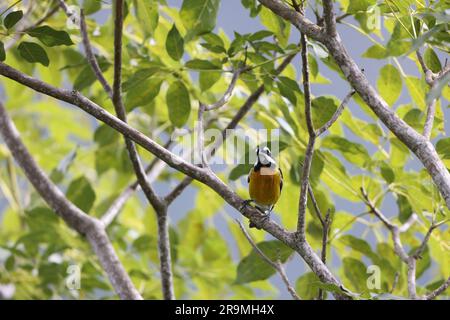 Jamaican spinalis oder Jamaican Stripe-head Tanager (Spindalis nigricephala) in Jamaika Stockfoto