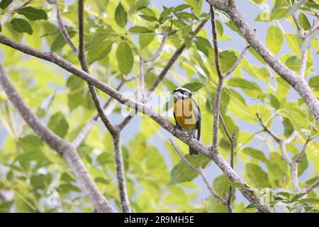 Jamaican spinalis oder Jamaican Stripe-head Tanager (Spindalis nigricephala) in Jamaika Stockfoto