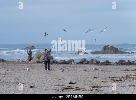 Tauranga Neuseeland - 26 2023. Juni; Mann steht am Strand und zieht Möwen an Stockfoto